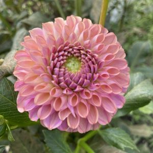 Dahlia_Caitlin's_Joy