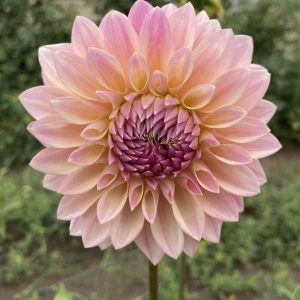 Dahlia_Castle_Drive