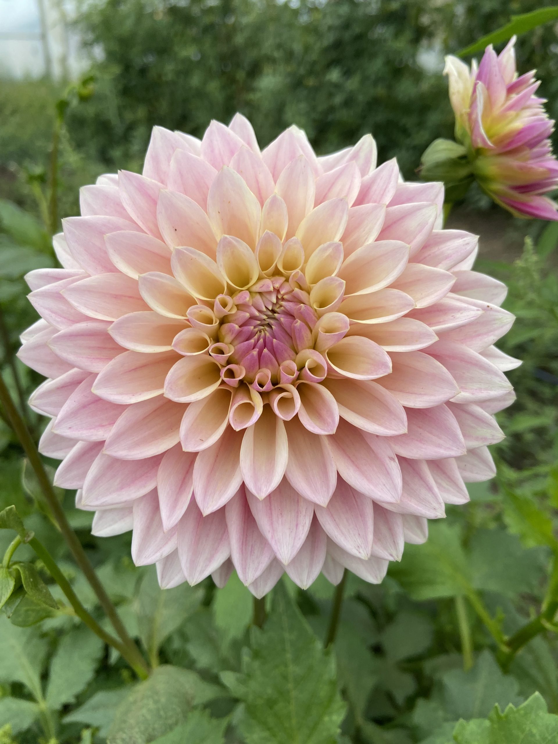 Dahlia_Castle_Drive