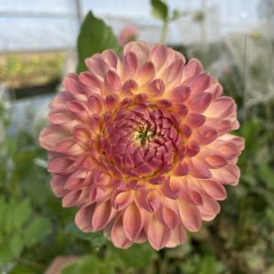 Dahlia_Clearview_Peachy