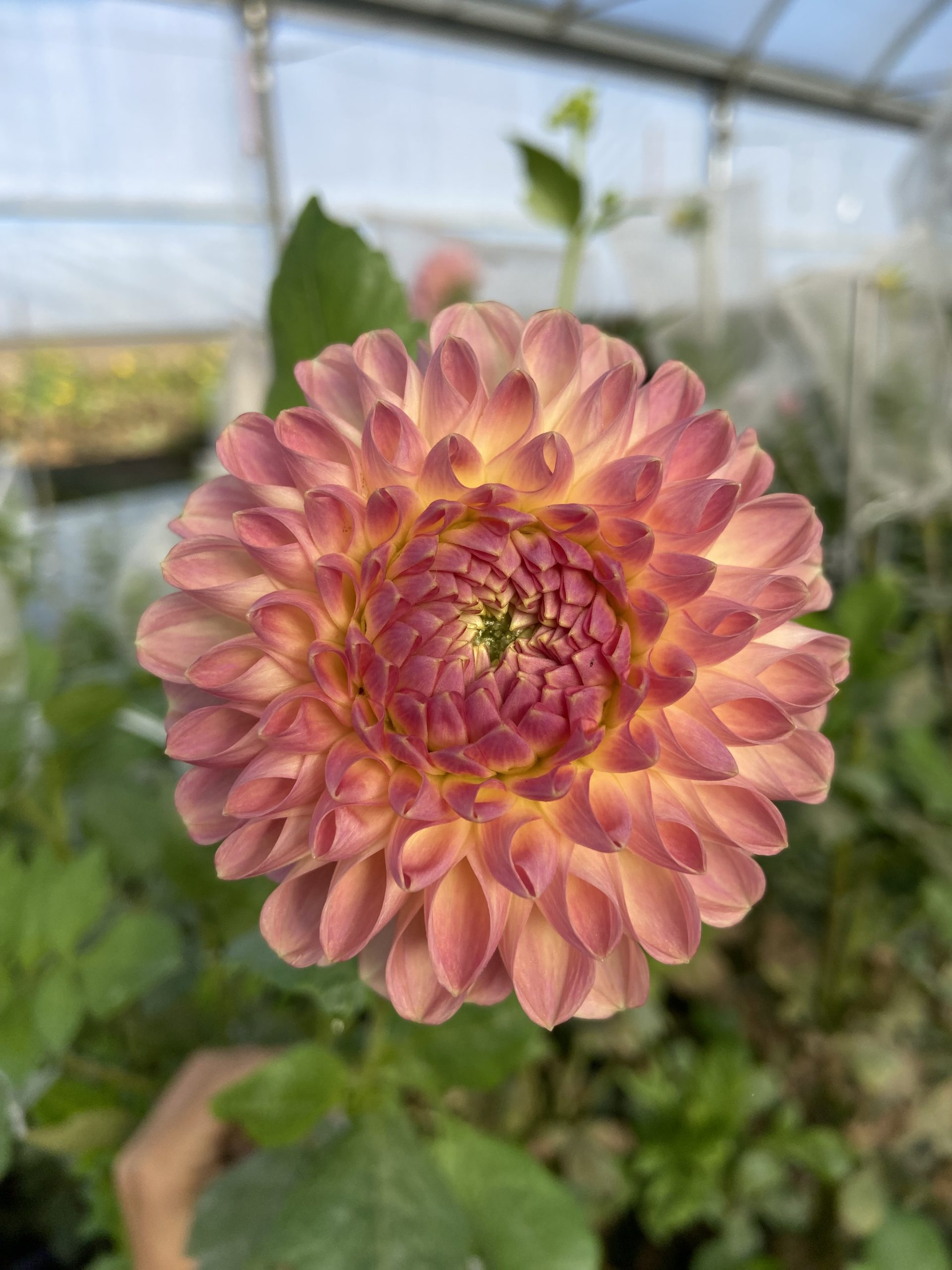 Dahlia_Clearview_Peachy