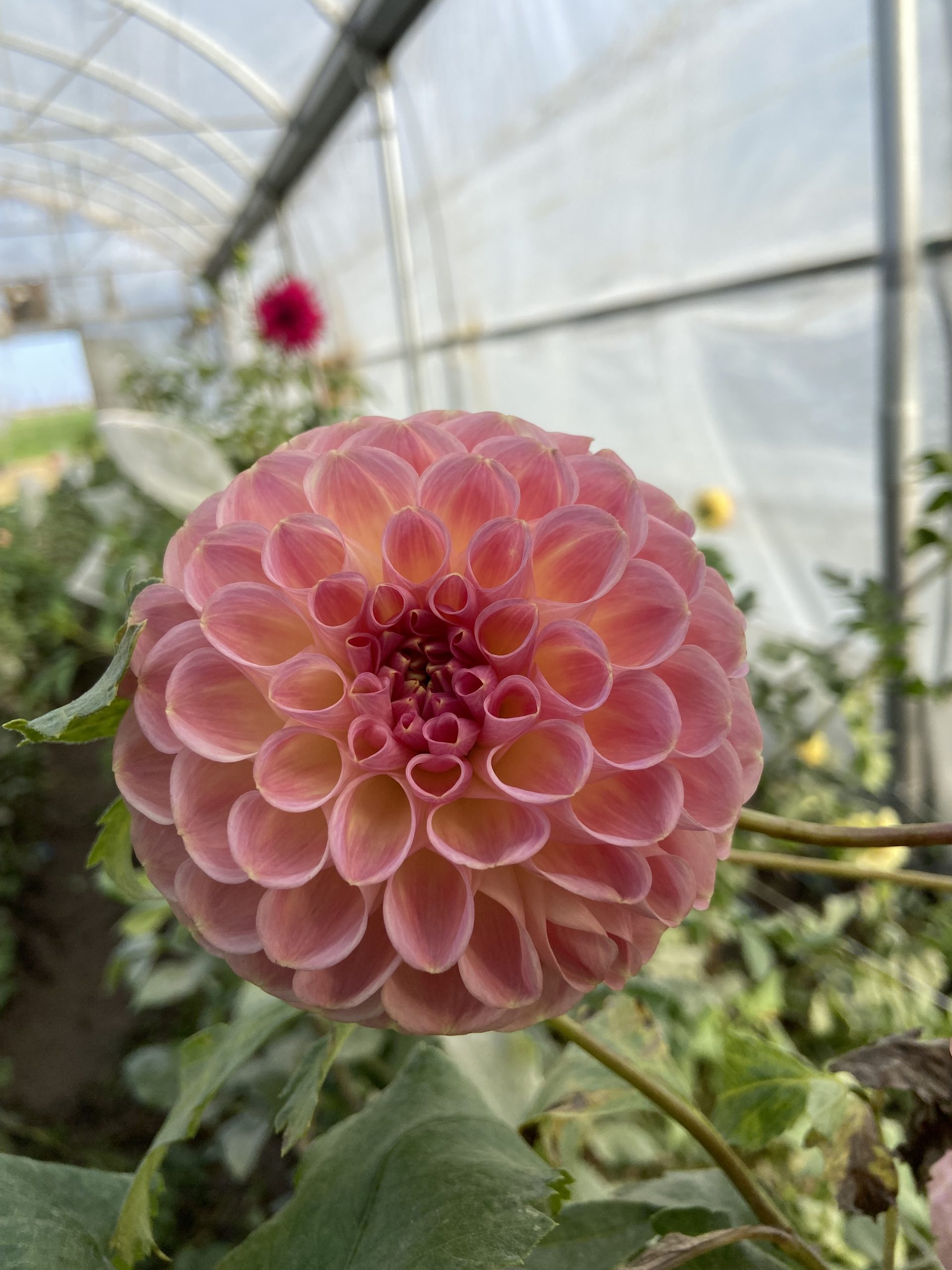 Dahlia_Clearview_Peachy