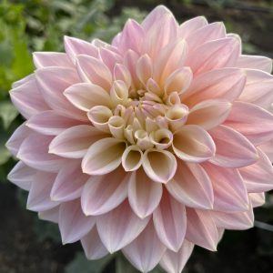Dahlia_Coralie