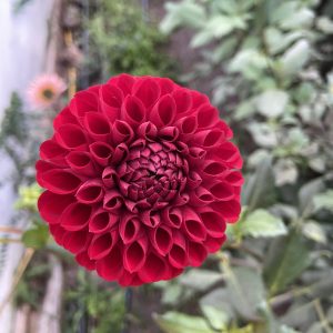 Dahlia_Cornel