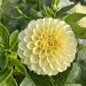 Dahlia_Creamy