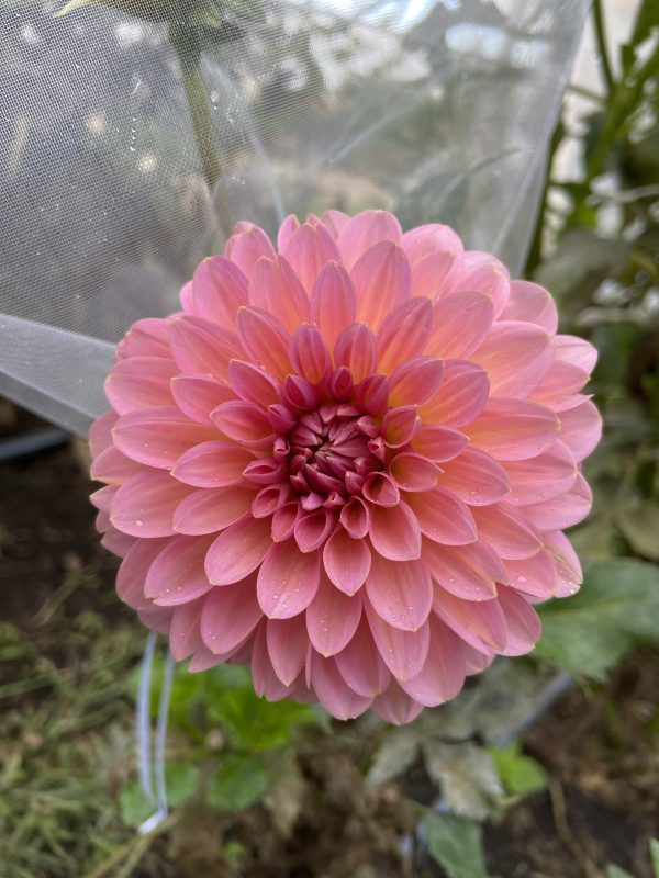 Dahlia 'Doris Duke' – Image 3
