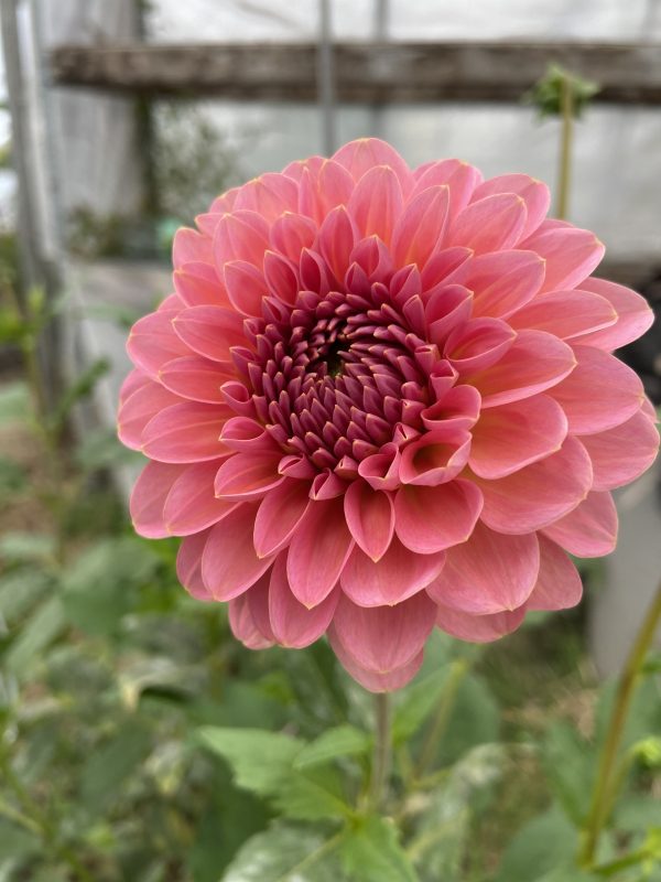 Dahlia_Doris_Duke