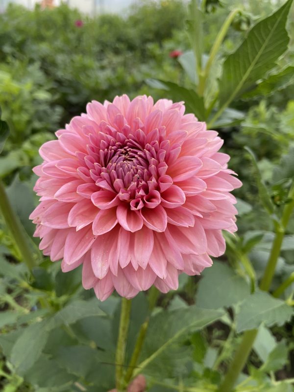 Dahlia 'Doris Duke' – Image 2