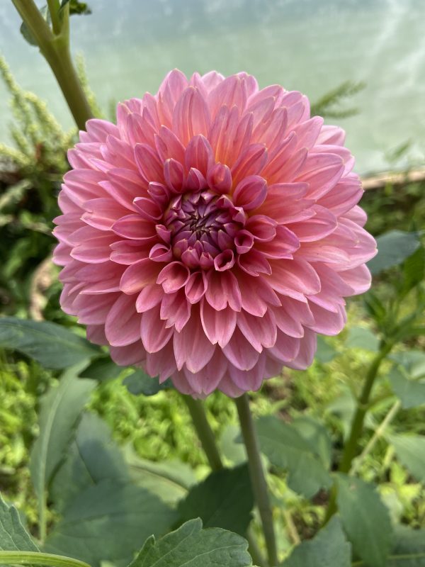 Dahlia 'Doris Duke' – Image 4