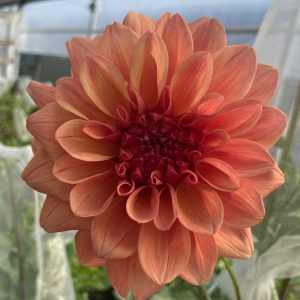 Dahlia_Ferncliff-Copper