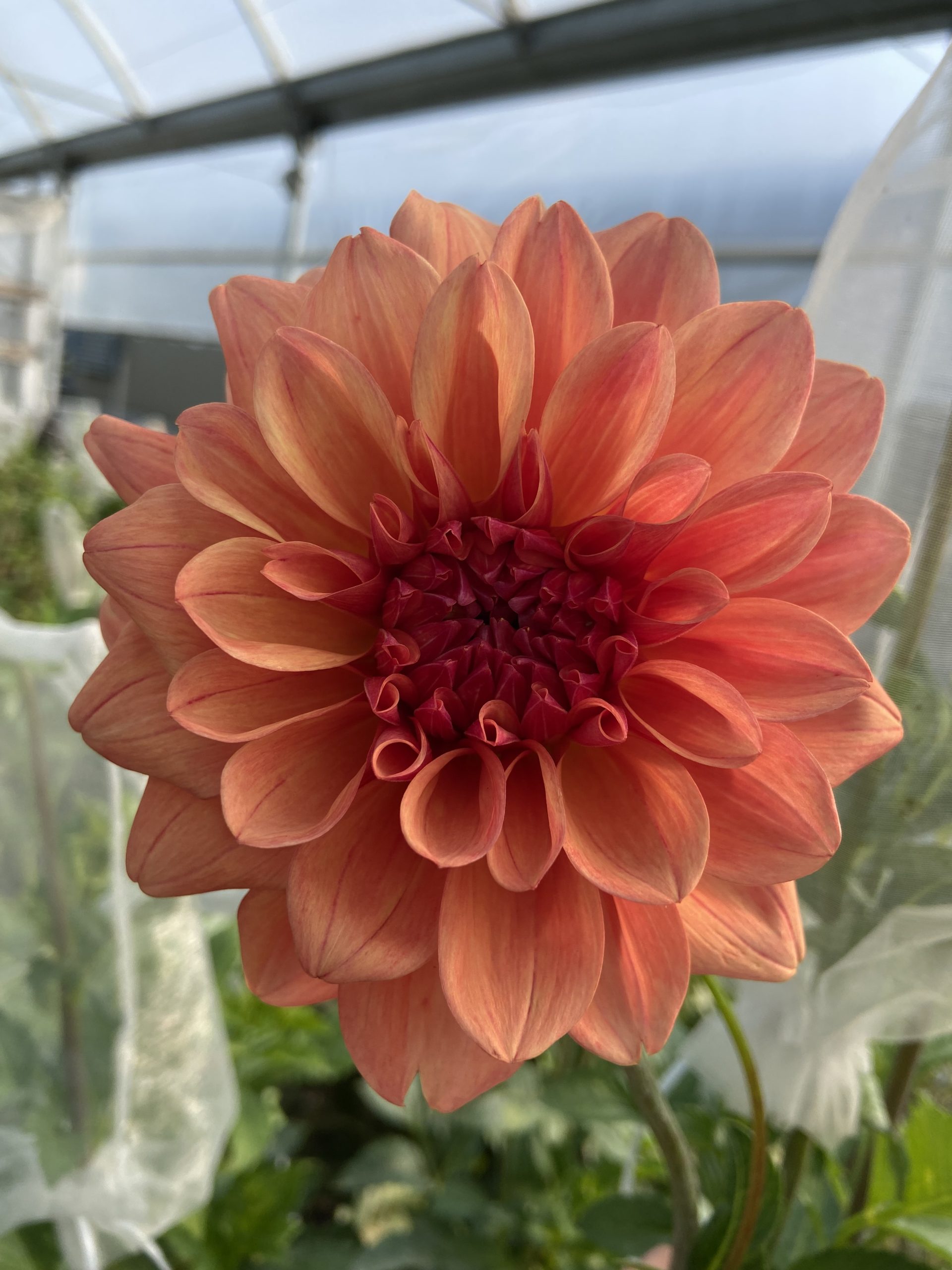 Dahlia_Ferncliff-Copper