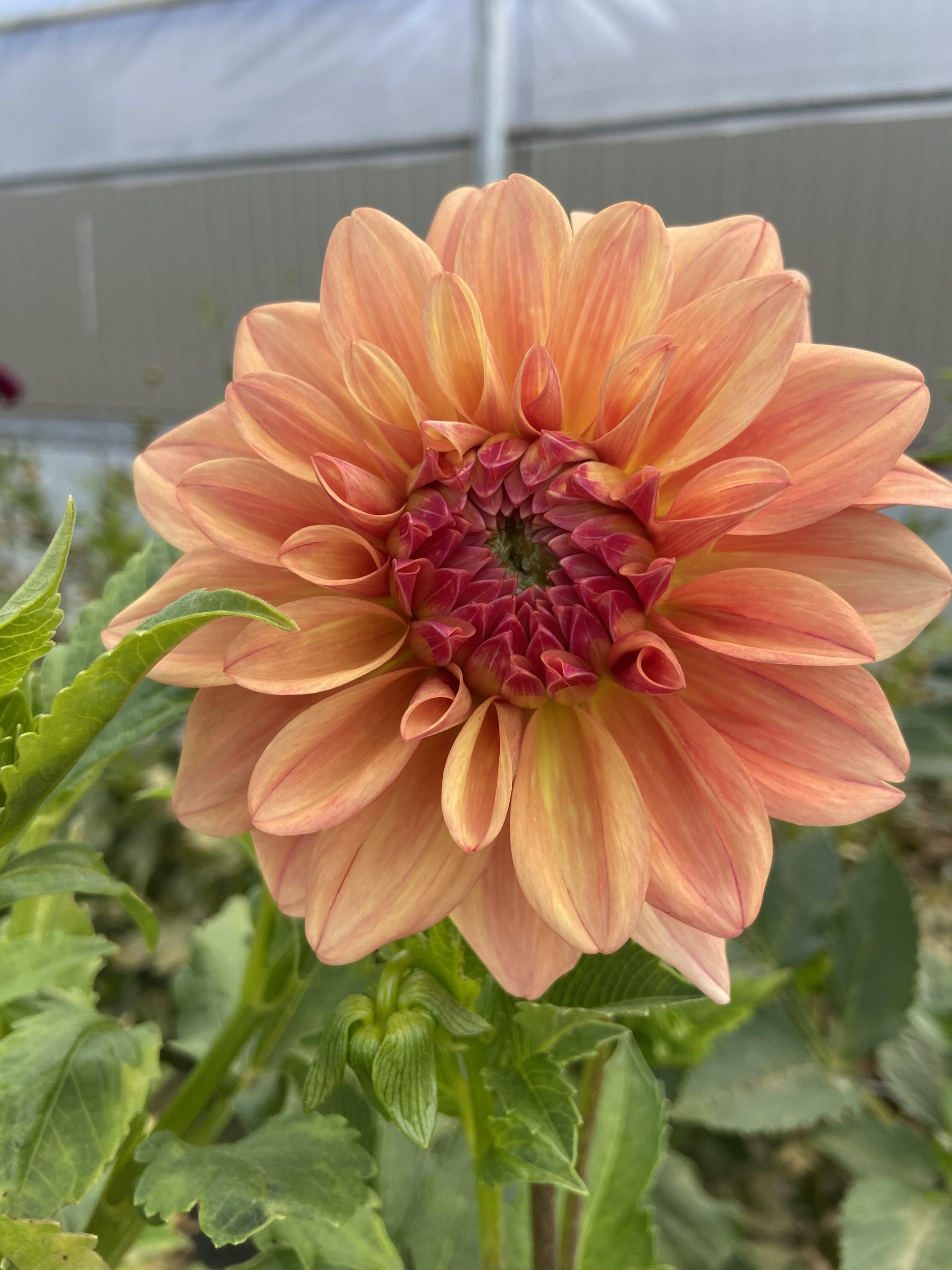 Dahlia 'Ferncliff Copper' – Image 2