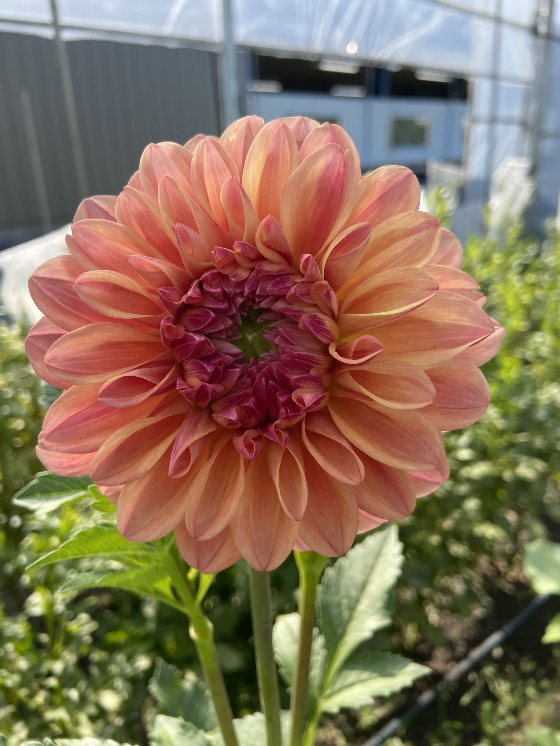 Dahlia 'Ferncliff Copper' – Image 3
