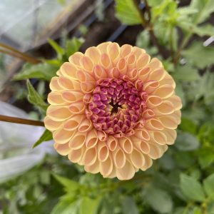Dahlia_Ferncliff_Spice