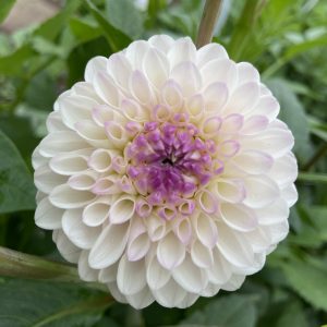 Dahlia_Lyn's_Louise