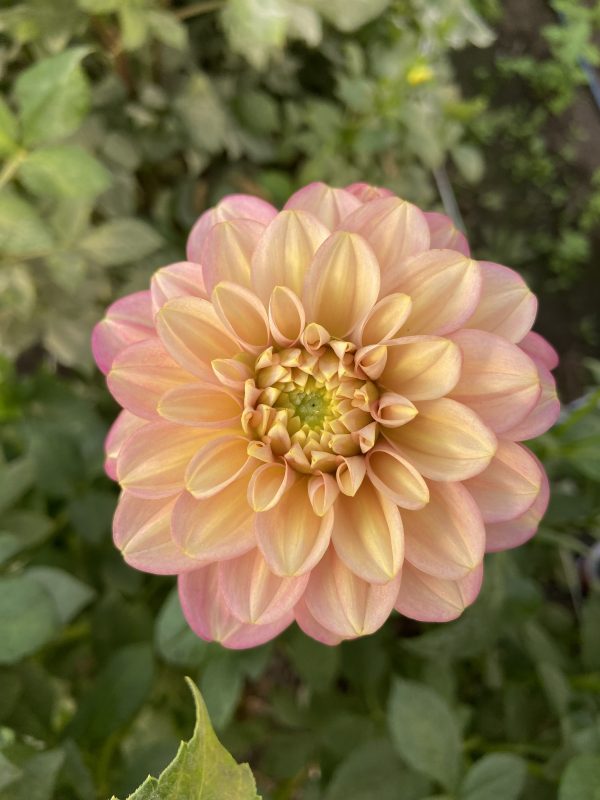 Dahlia 'Milena Fleur' – Image 2