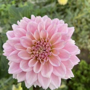 Dahlia_Miss_Sarah
