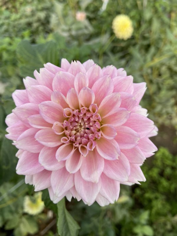 Dahlia_Miss_Sarah