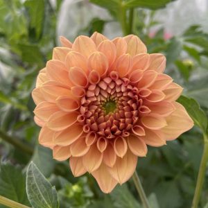 Dahlia_Mission_Zest