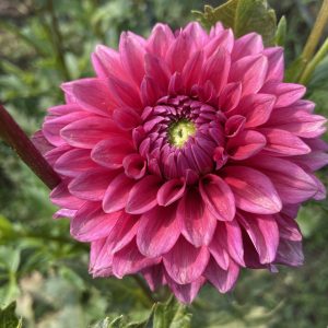 Dahlia_Mystique_