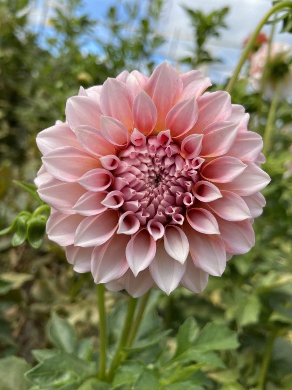 Dahlia 'PeachesN' Cream – Image 3