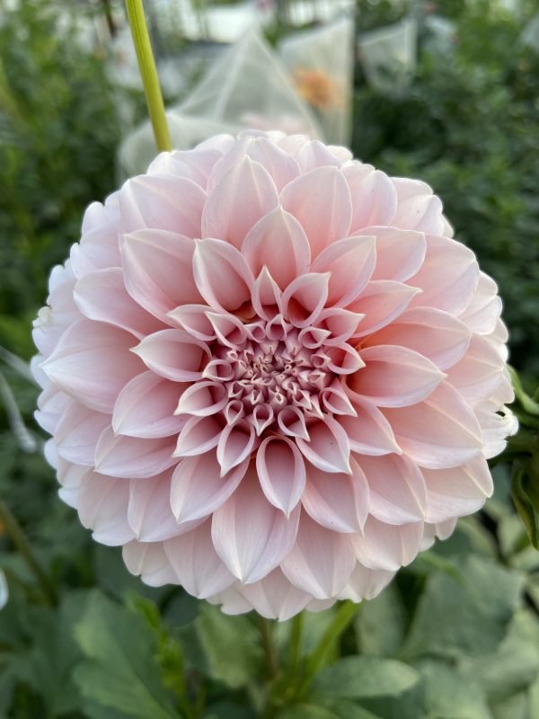 Dahlia 'PeachesN' Cream – Image 2