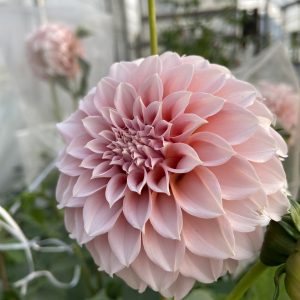 Dahlia_Peache's_N_Cream_2