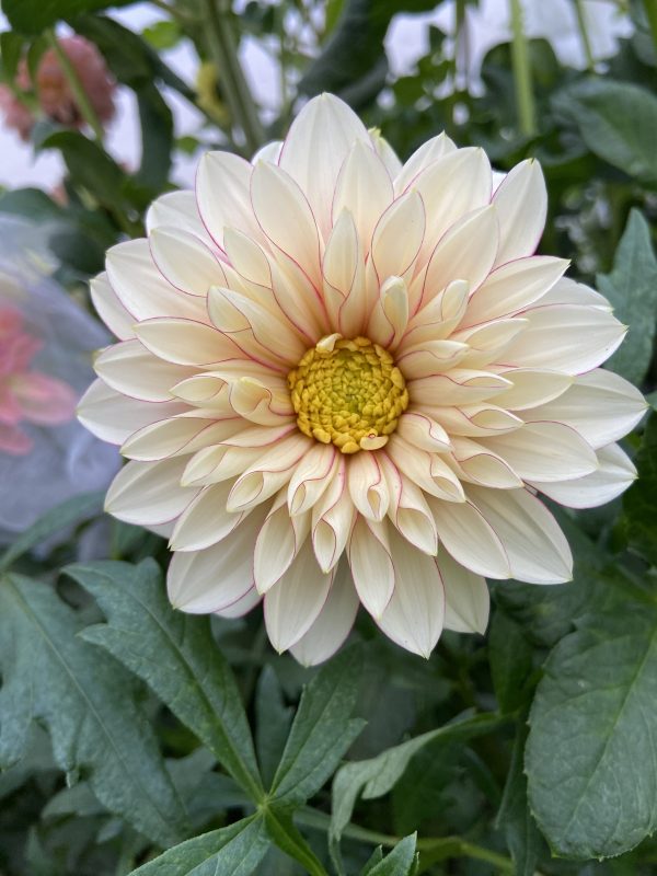 Dahlia_Polka
