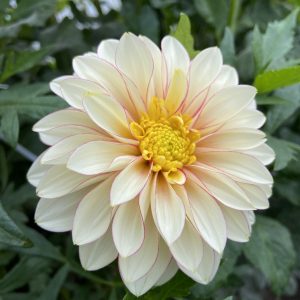Dahlia_Polka