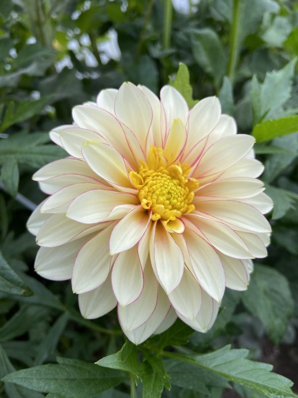 Dahlia_Polka