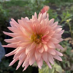 Dahlia_Preference