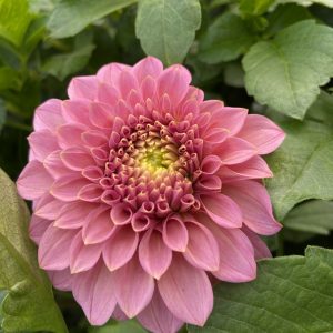 Dahlia_Rock_Run_Ashley