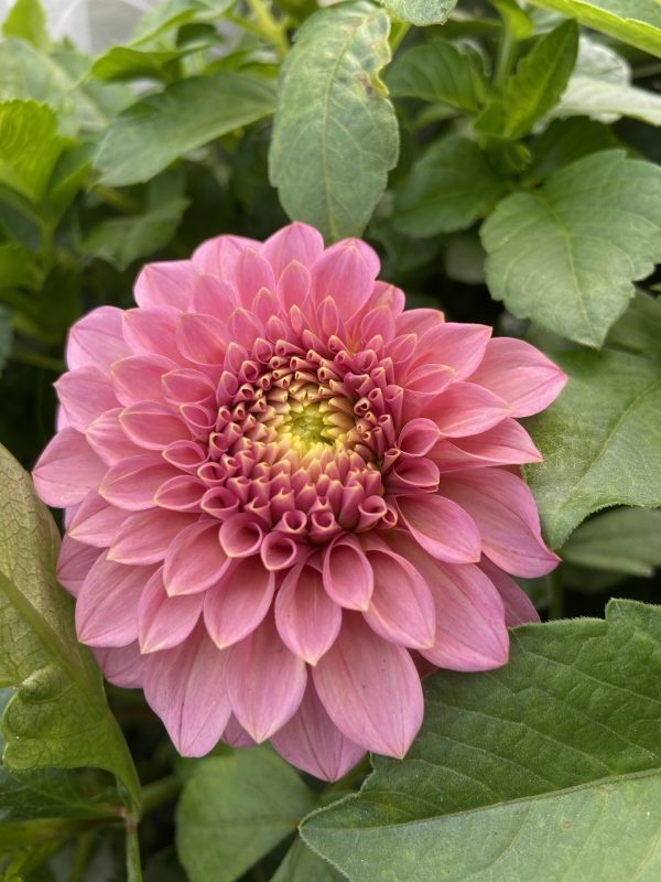 Dahlia_Rock_Run_Ashley