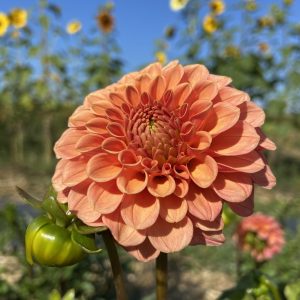 Dahlia_Rose_Toscano