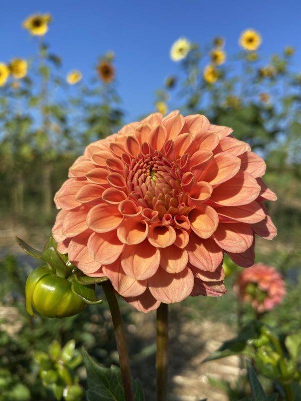 Dahlia_Rose_Toscano