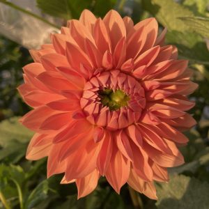 Dahlia_Rosendale_Peach