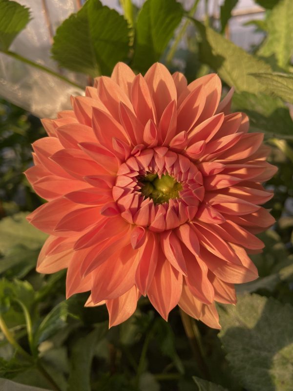 Dahlia_Rosendale_Peach
