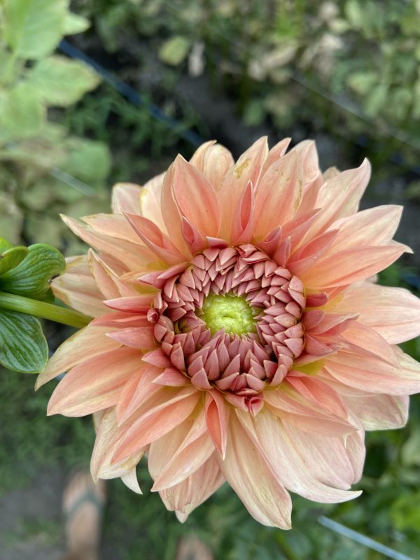 Dahlia_Rossendale_Peach