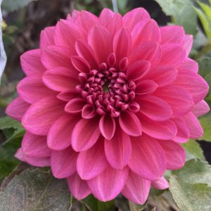 Dahlia_Salmon_Runner