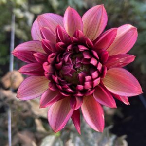 Dahlia_Senior's_hope