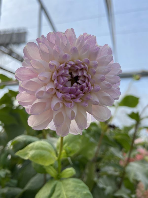 Dahlia 'Snoho Sonia' – Image 2
