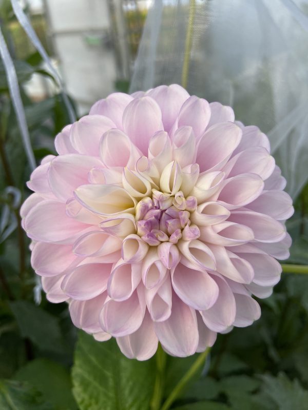 Dahlia 'Snoho Sonia' – Image 3