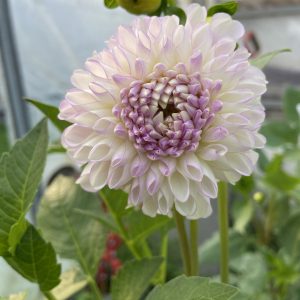 Dahlia_Snoho_Sonia_3
