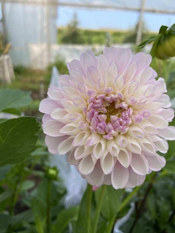 Dahlia 'Snoho Sonia' – Image 4