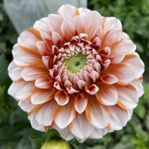 Dahlia_Tangerine_Dream