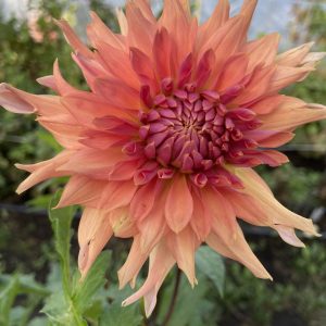 Dahlia_Terracotta