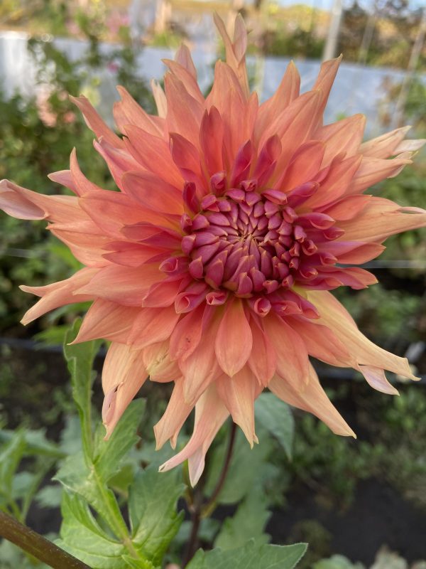 Dahlia_Terracotta