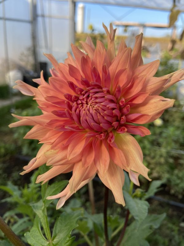 Dahlia_Terracotta
