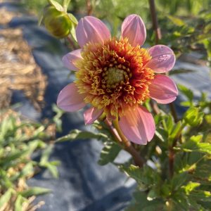 Dahlia_Totally_Tangerine
