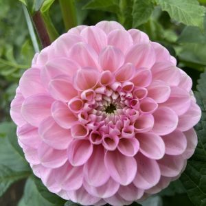 Dahlia_Wizard_Of_Oz